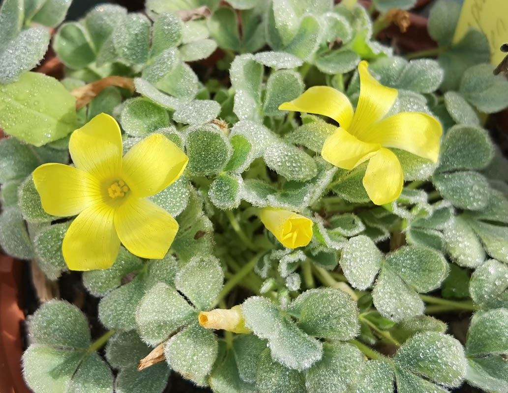 Oxalis purpurea 'Ken Aslett'